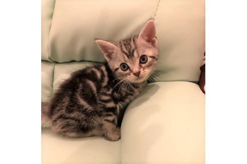 成約済の大阪府のアメリカンショートヘア-5544の2枚目